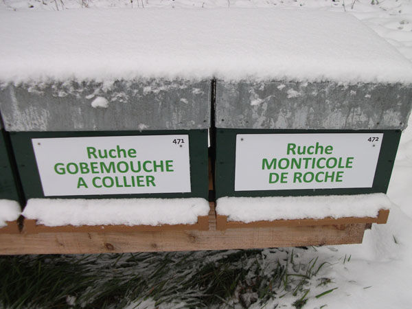 La ruche Gobemouche a collier