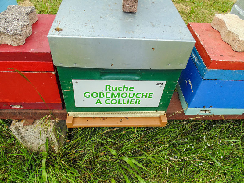 La ruche Gobemouche a collier