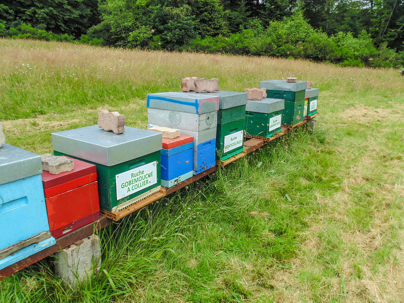 La ruche Gobemouche a collier