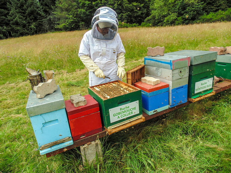 La ruche Gobemouche a collier