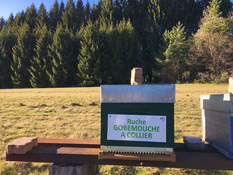 La ruche Gobemouche a collier