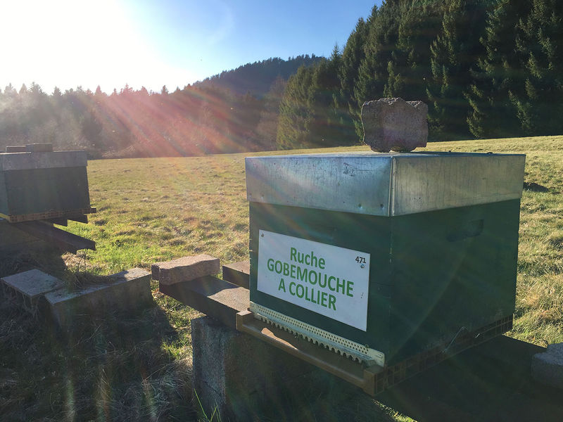 La ruche Gobemouche a collier