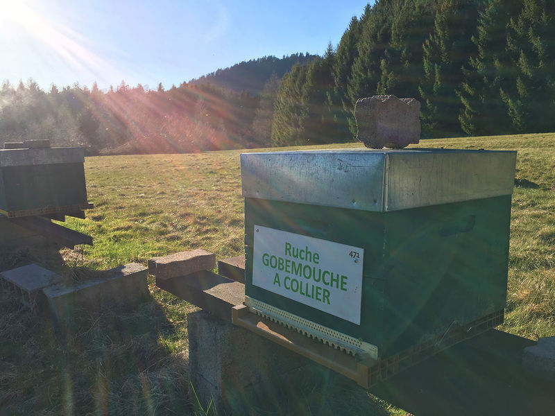 La ruche Gobemouche a collier