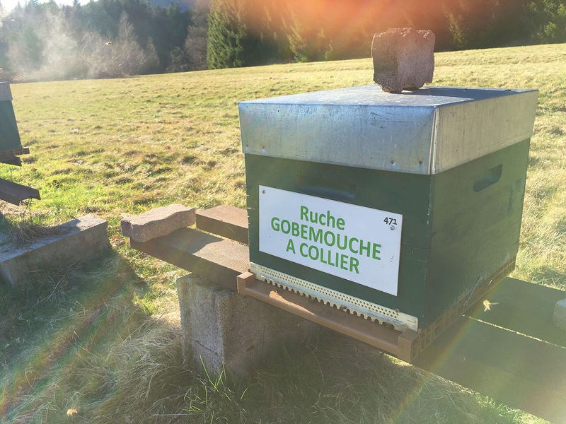 La ruche Gobemouche a collier