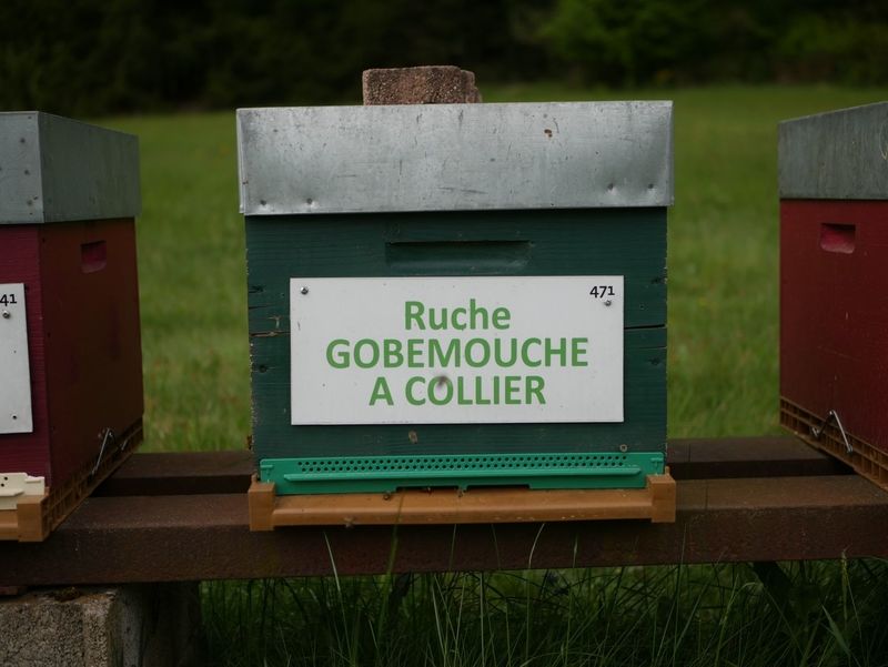 La ruche Gobemouche a collier