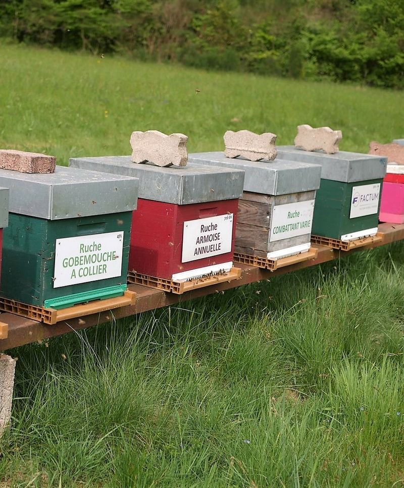 La ruche Gobemouche a collier