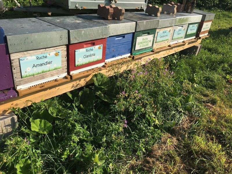 La ruche Gobemouche a collier