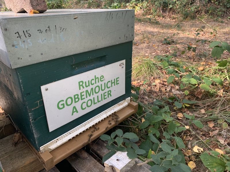 La ruche Gobemouche a collier