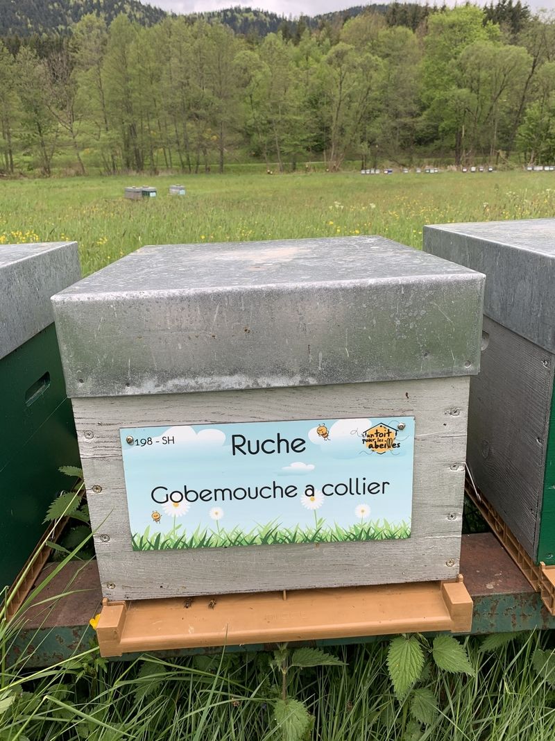 La ruche Gobemouche a collier