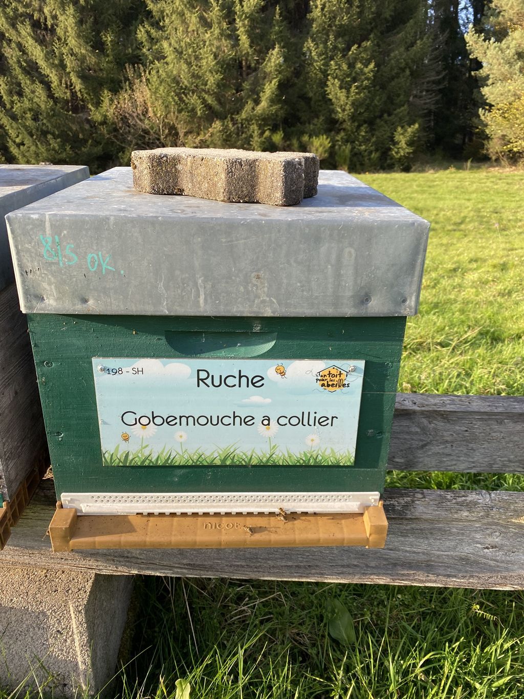 La ruche Gobemouche a collier