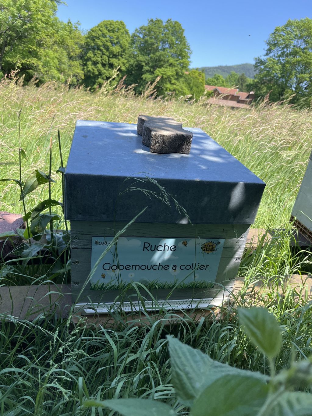 La ruche Gobemouche a collier