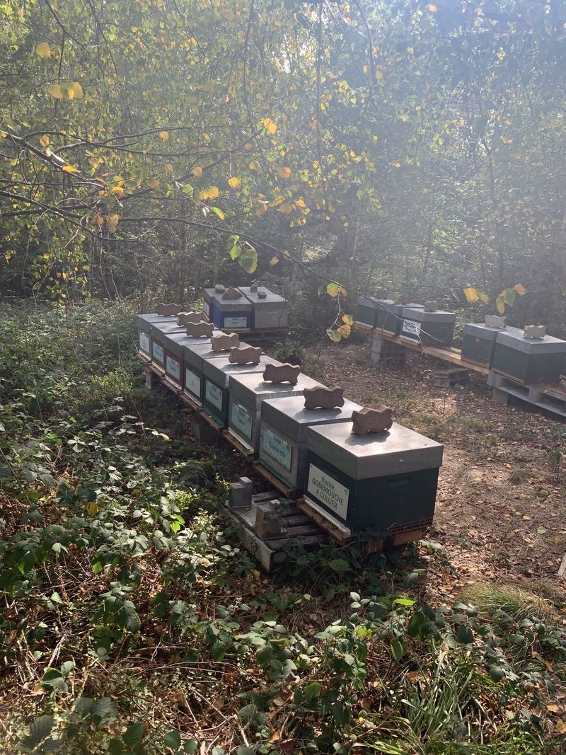 La ruche Gobemouche a collier