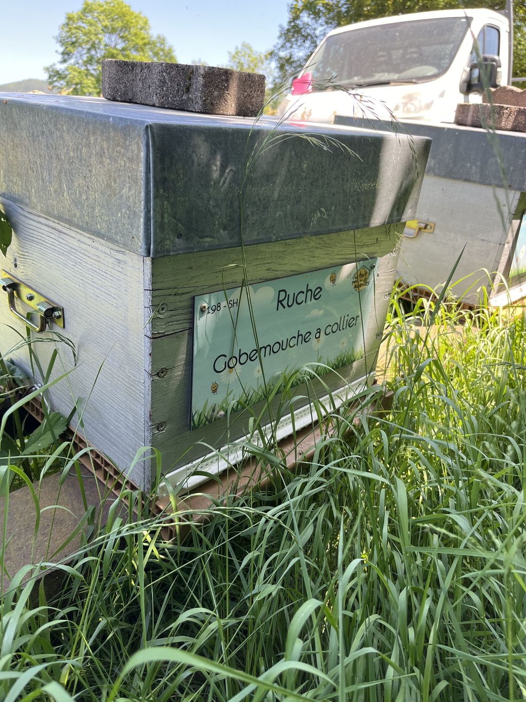 La ruche Gobemouche a collier