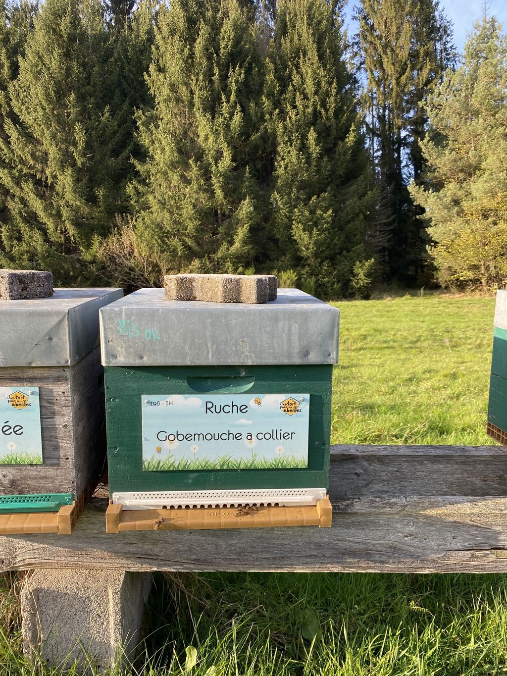 La ruche Gobemouche a collier