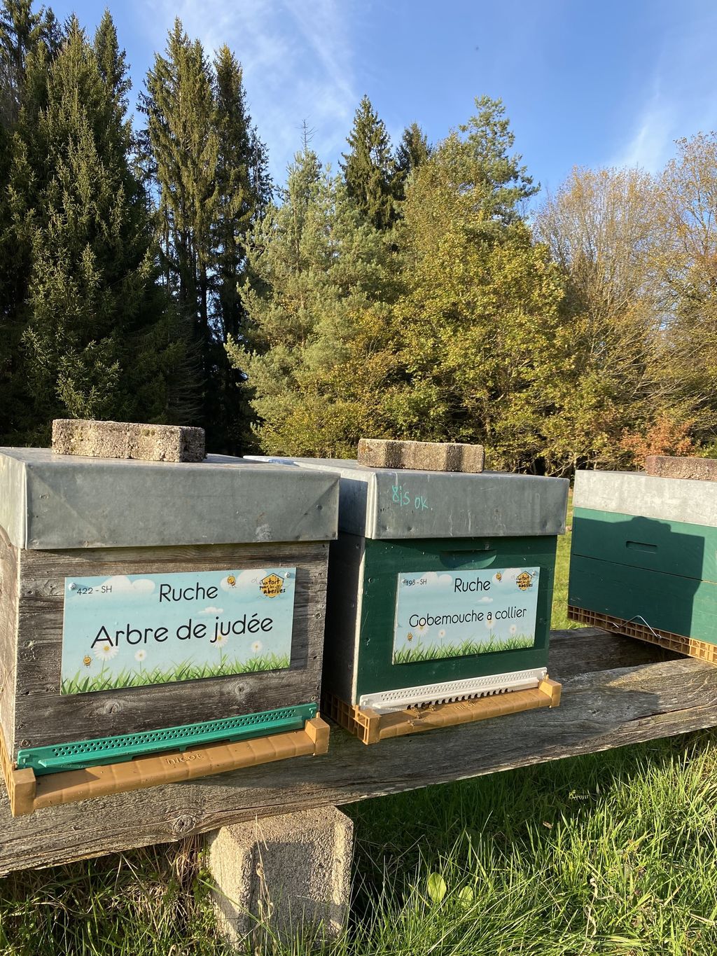 La ruche Gobemouche a collier