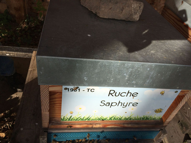 La ruche Saphyre