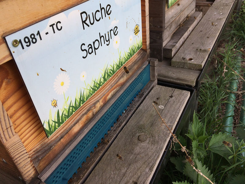 La ruche Saphyre