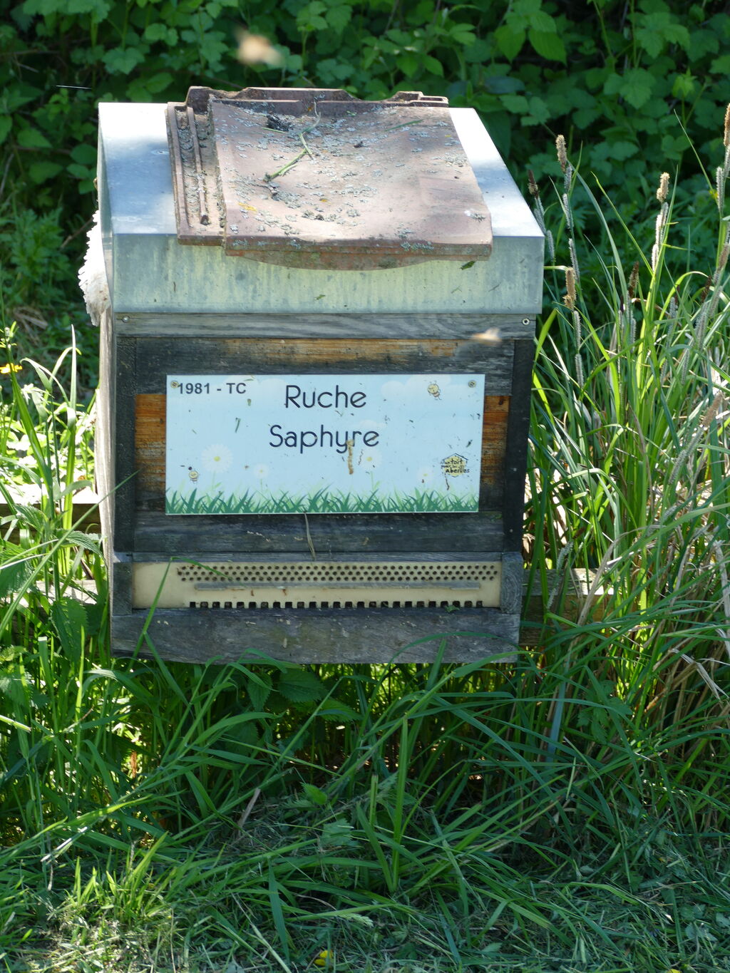 La ruche Saphyre