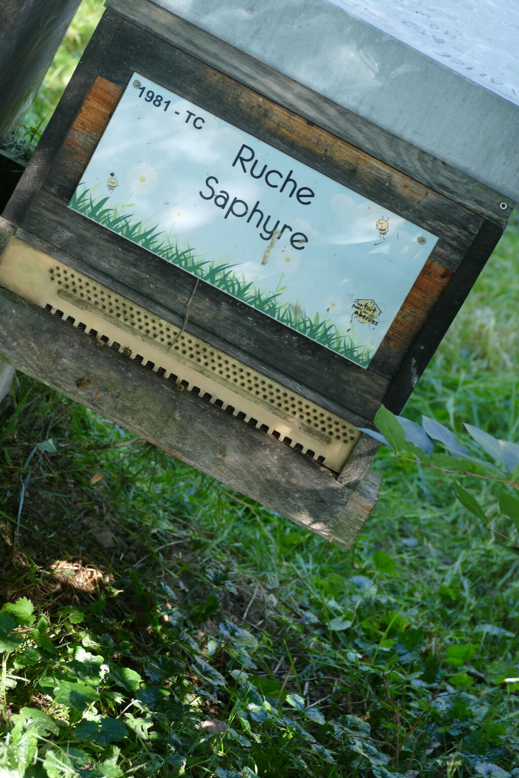 La ruche Saphyre