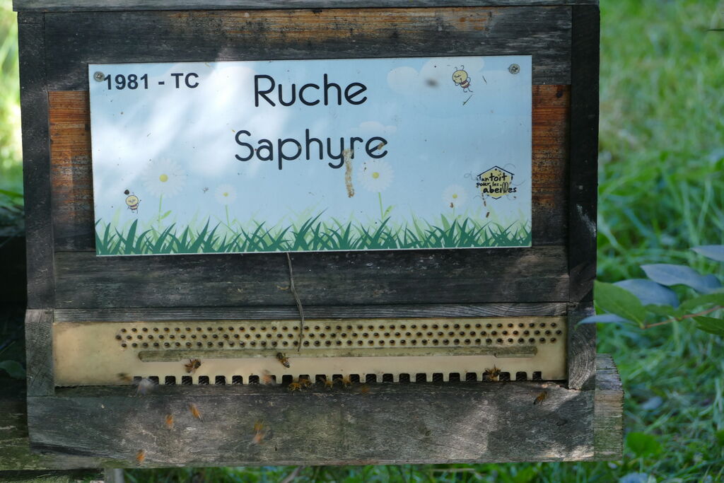 La ruche Saphyre