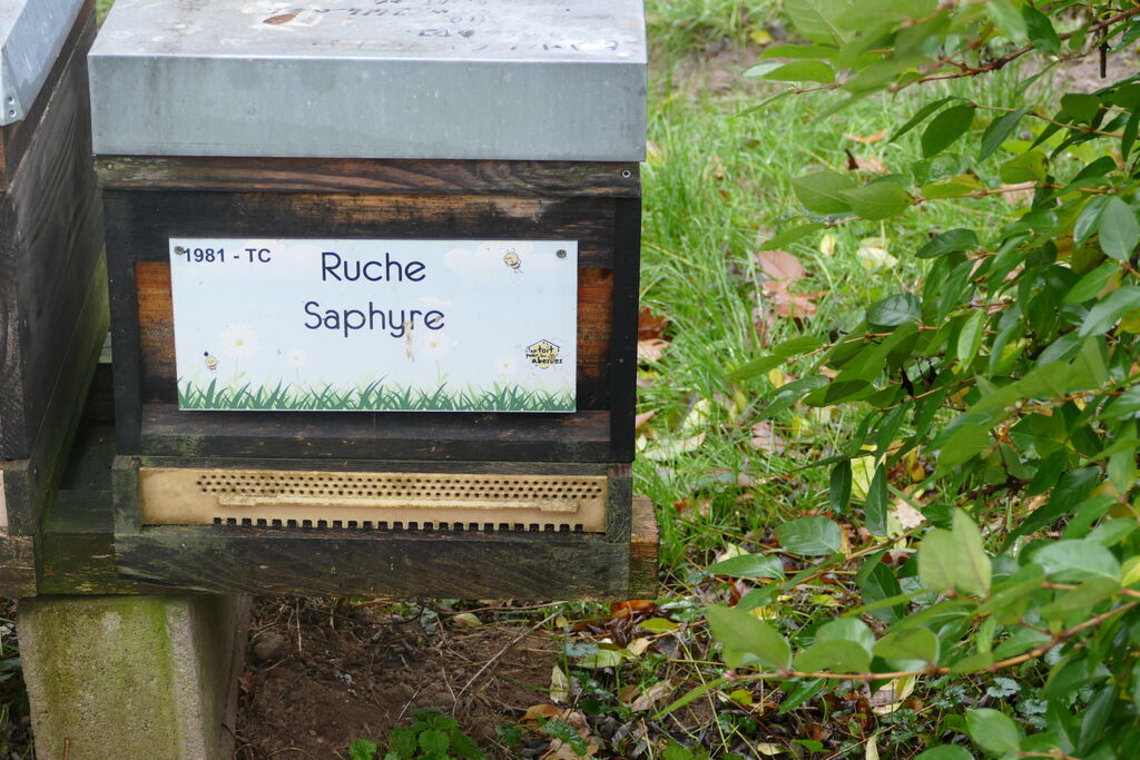 La ruche Saphyre
