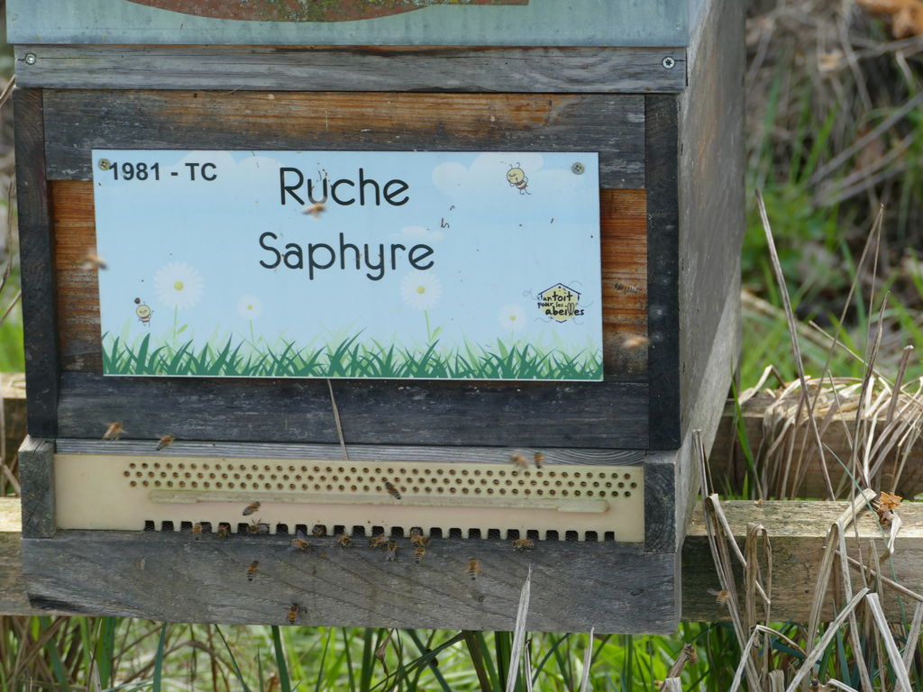 La ruche Saphyre