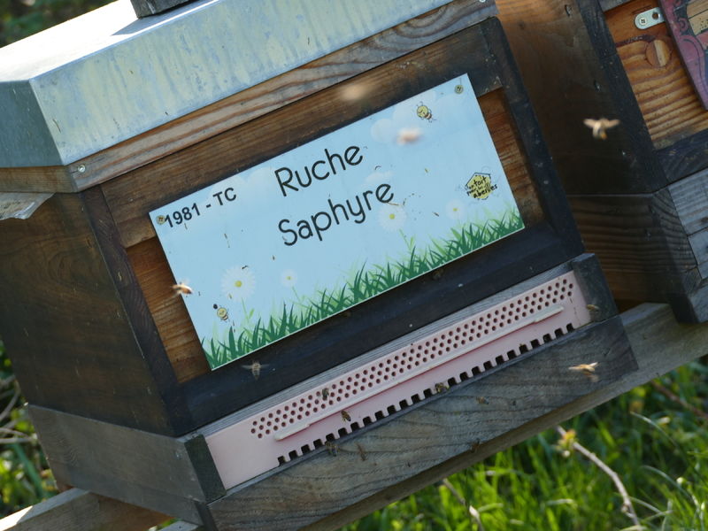 La ruche Saphyre