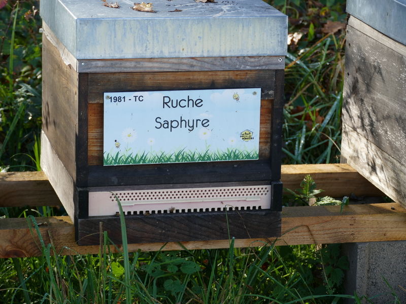 La ruche Saphyre