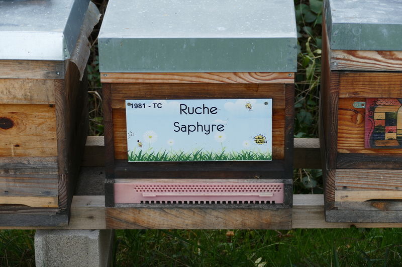 La ruche Saphyre