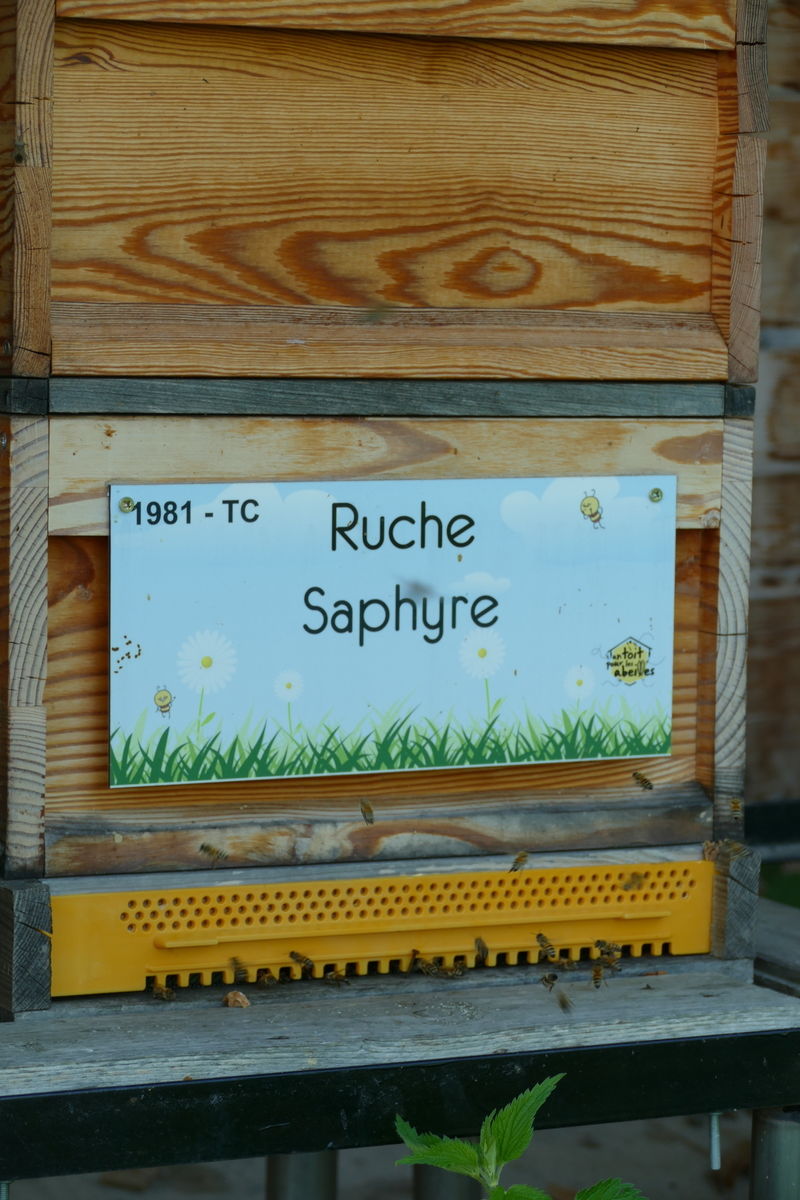 La ruche Saphyre