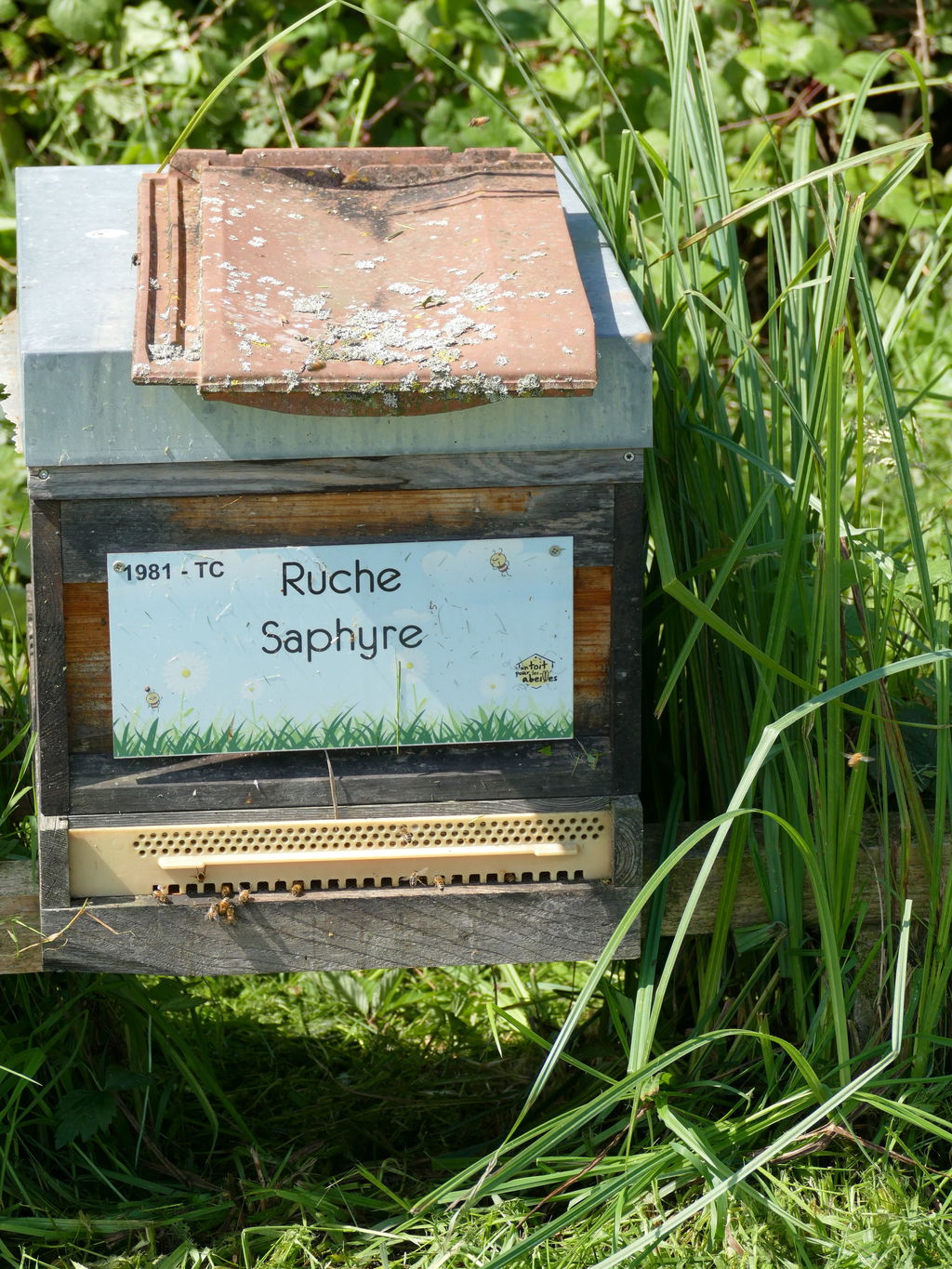 La ruche Saphyre