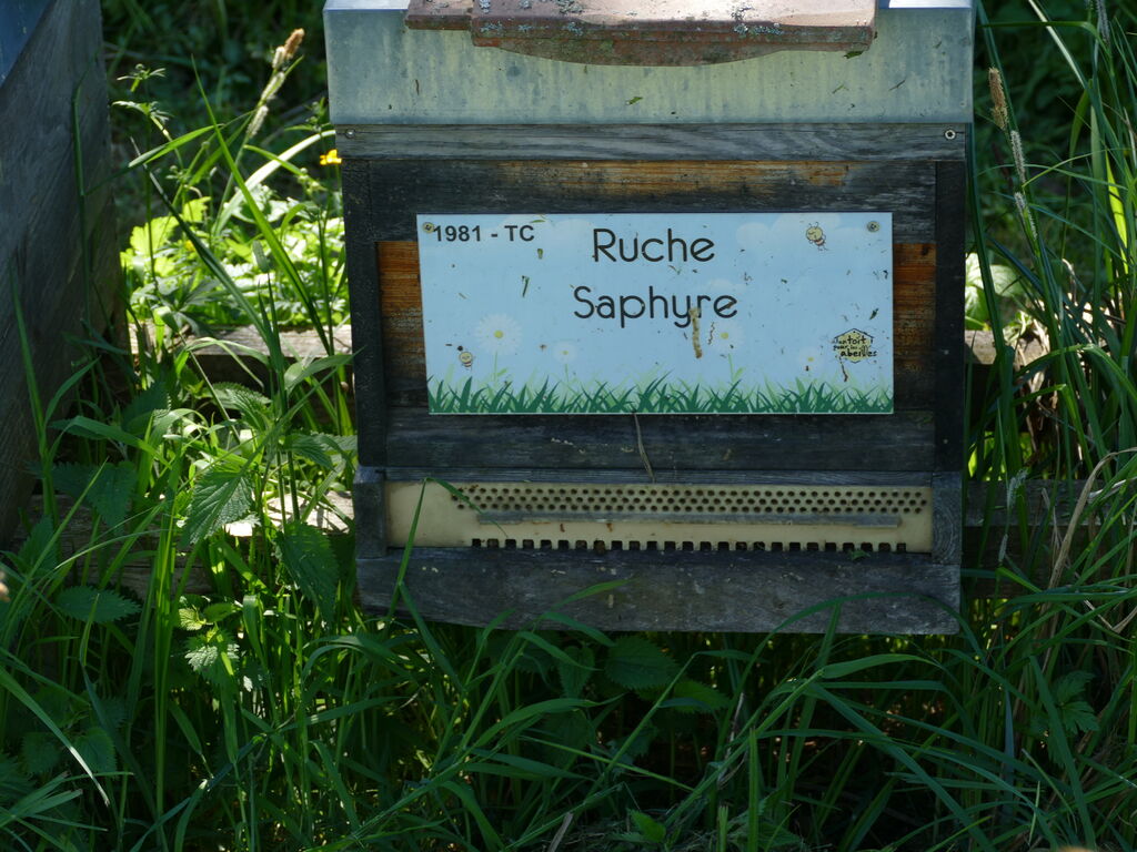 La ruche Saphyre