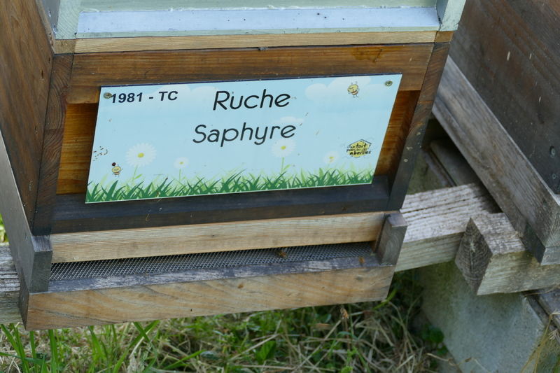 La ruche Saphyre