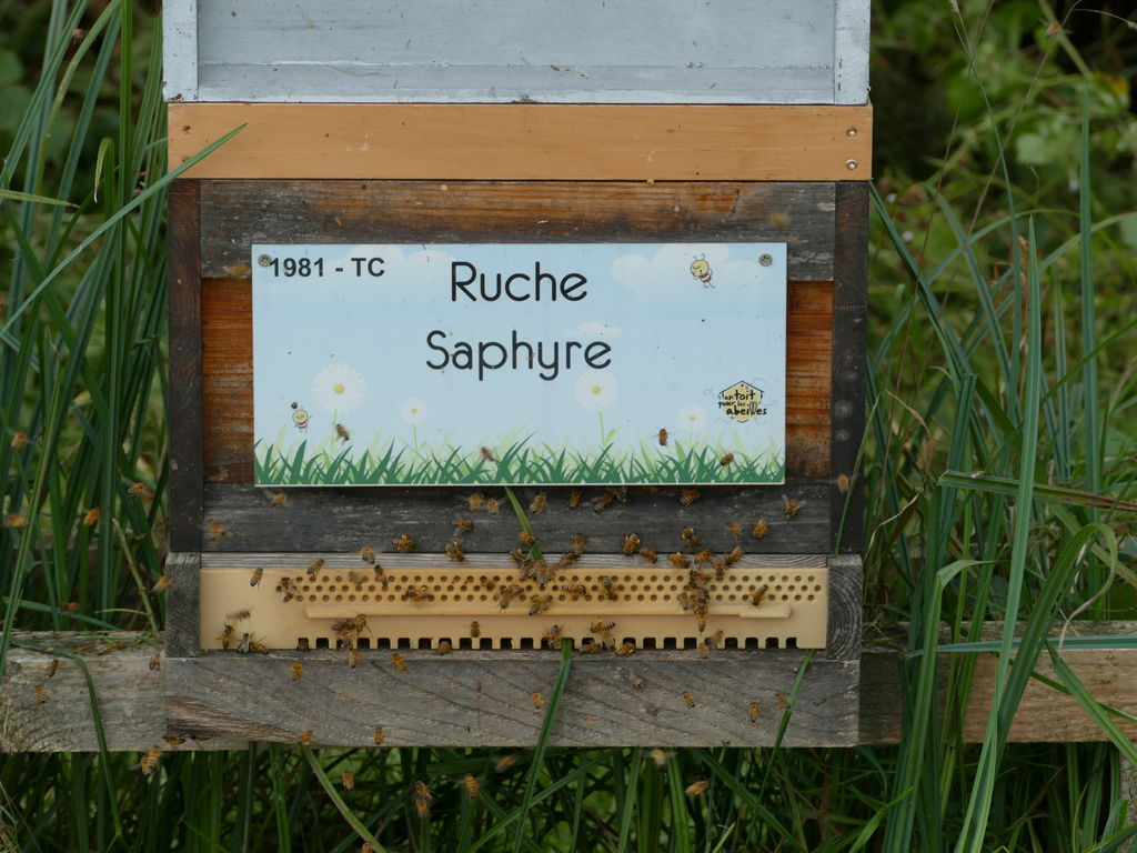 La ruche Saphyre