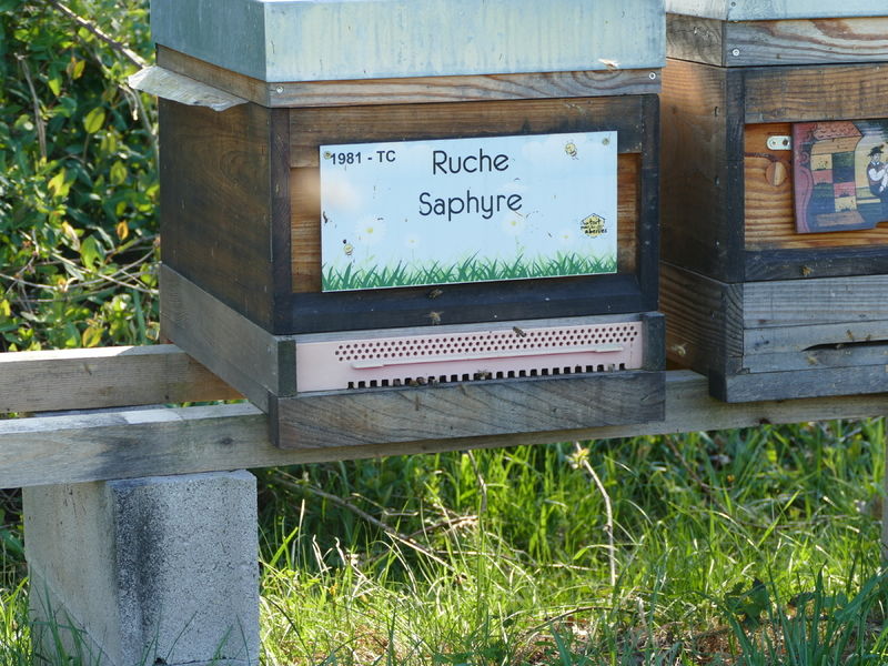 La ruche Saphyre