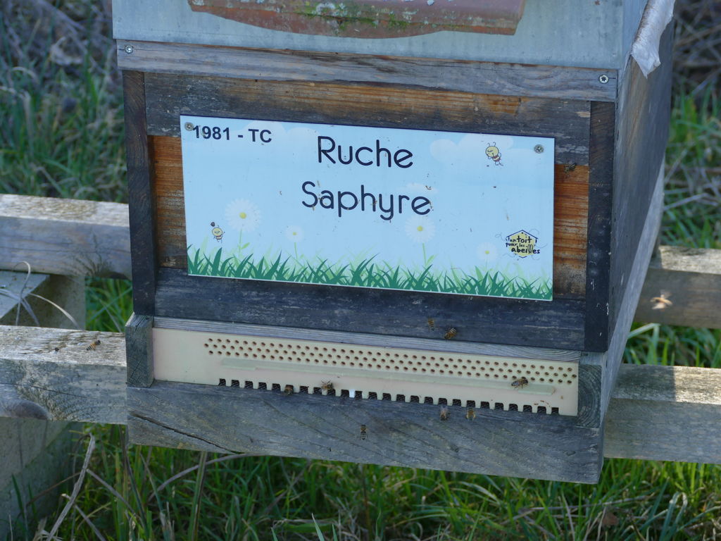 La ruche Saphyre