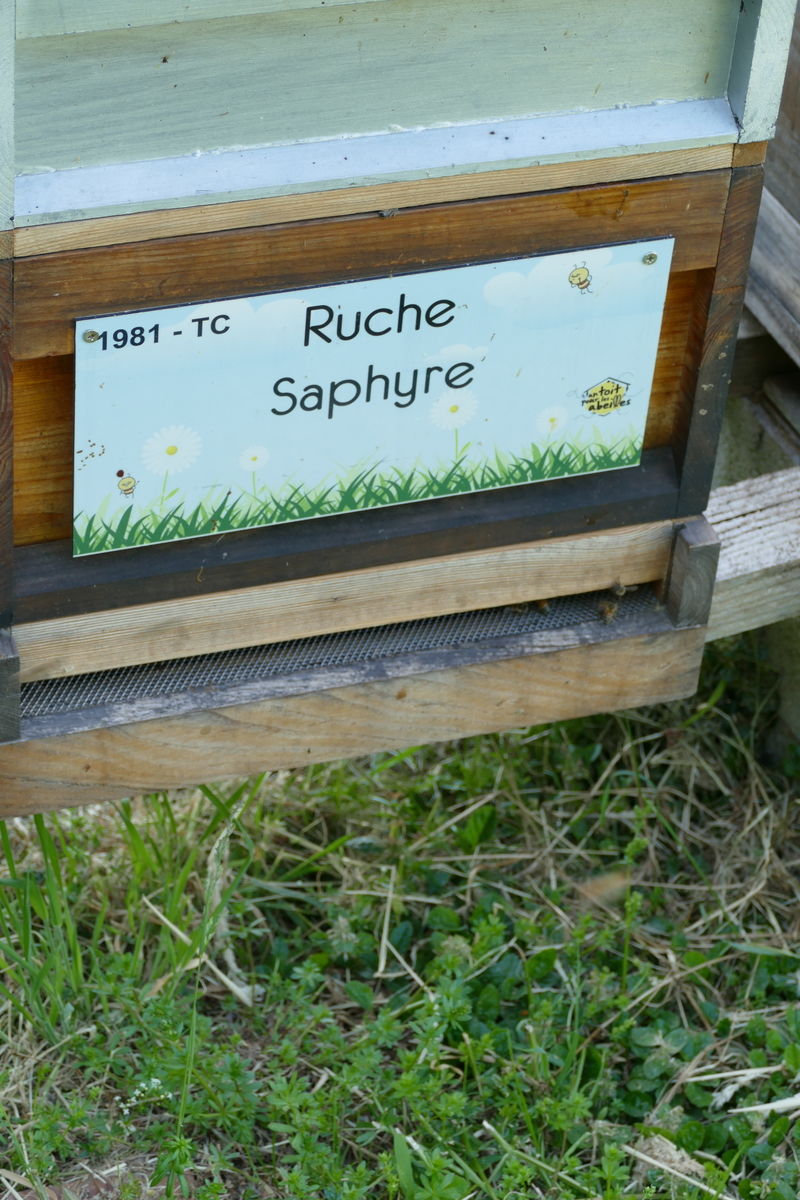 La ruche Saphyre