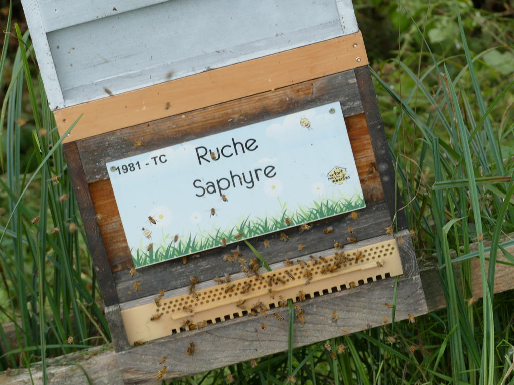 La ruche Saphyre
