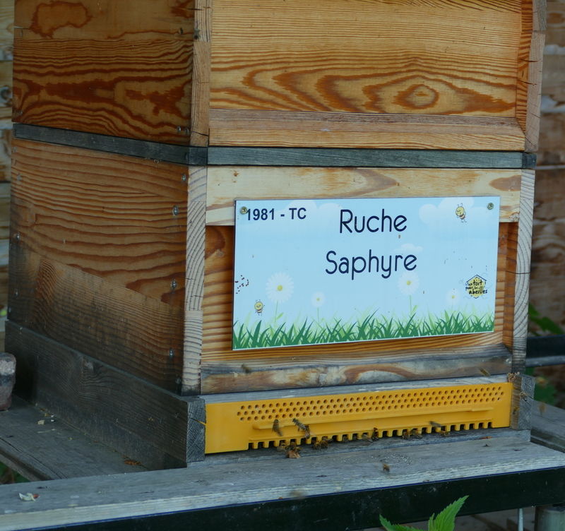 La ruche Saphyre