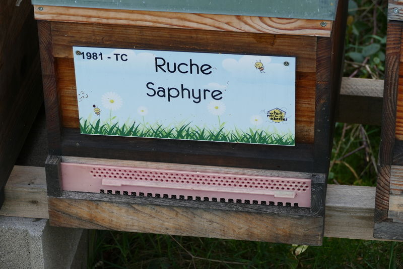 La ruche Saphyre