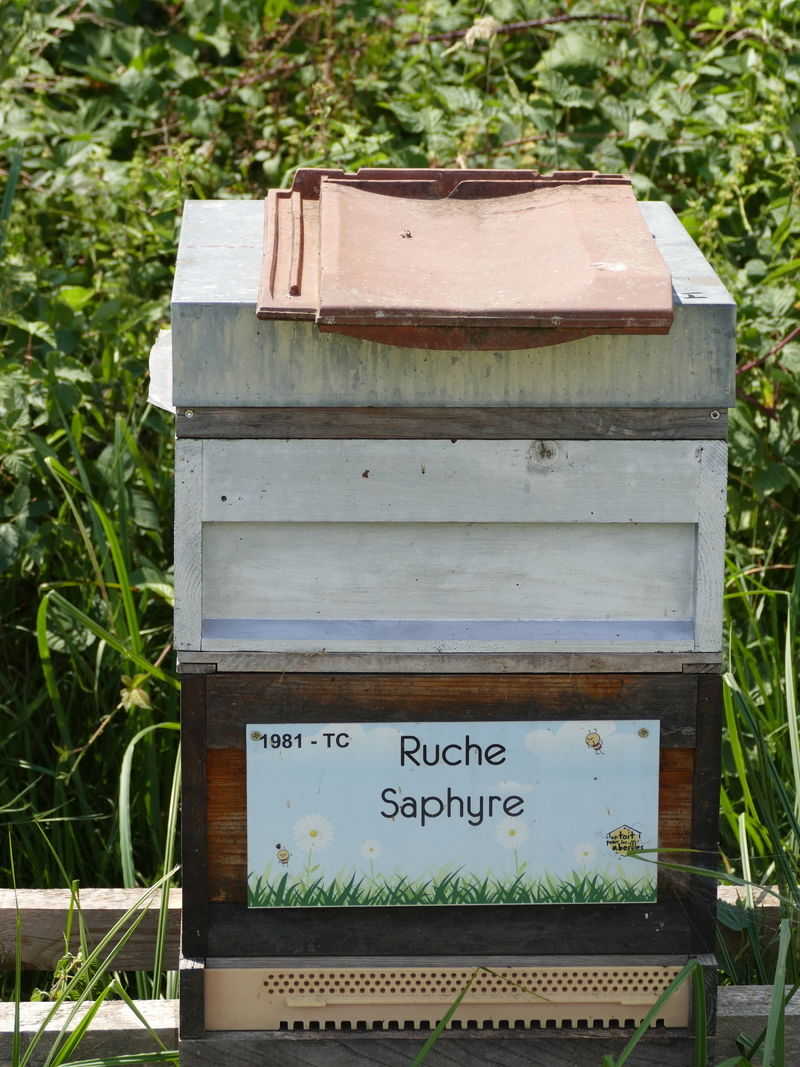 La ruche Saphyre