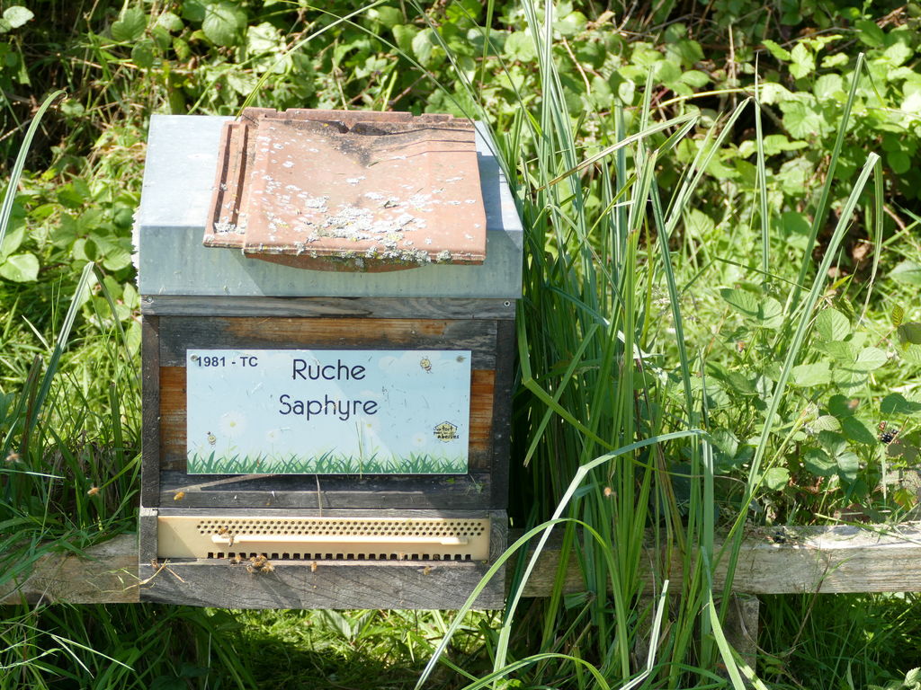 La ruche Saphyre