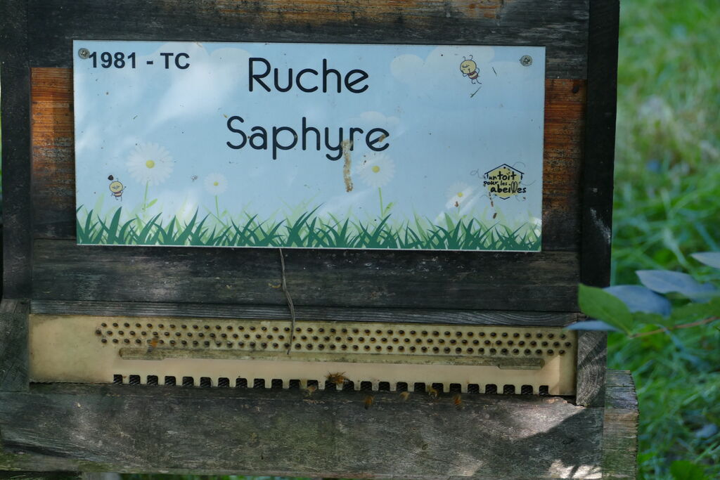 La ruche Saphyre