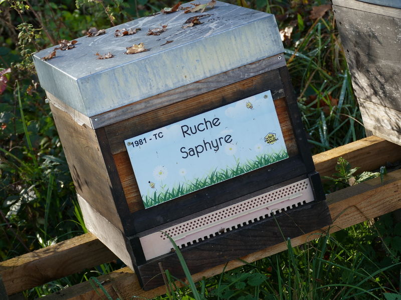 La ruche Saphyre