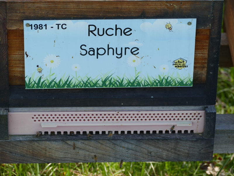 La ruche Saphyre