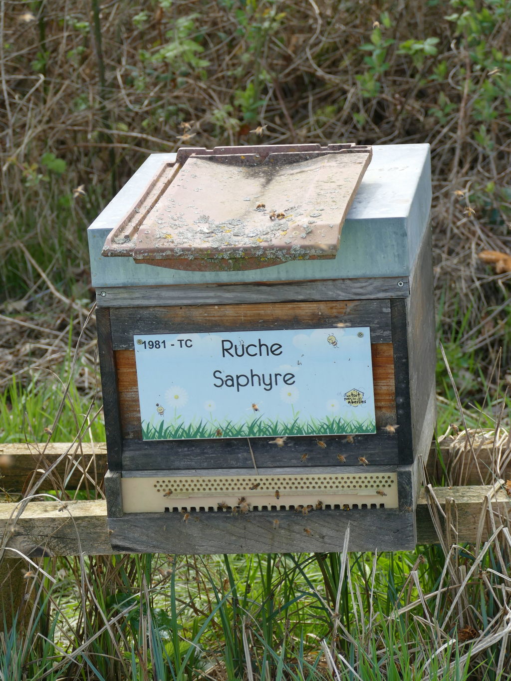 La ruche Saphyre