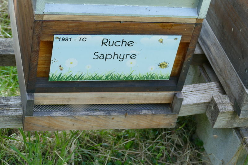 La ruche Saphyre