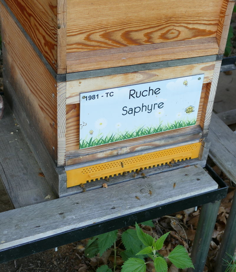 La ruche Saphyre
