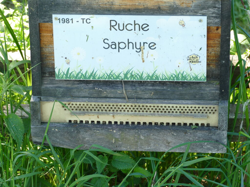 La ruche Saphyre