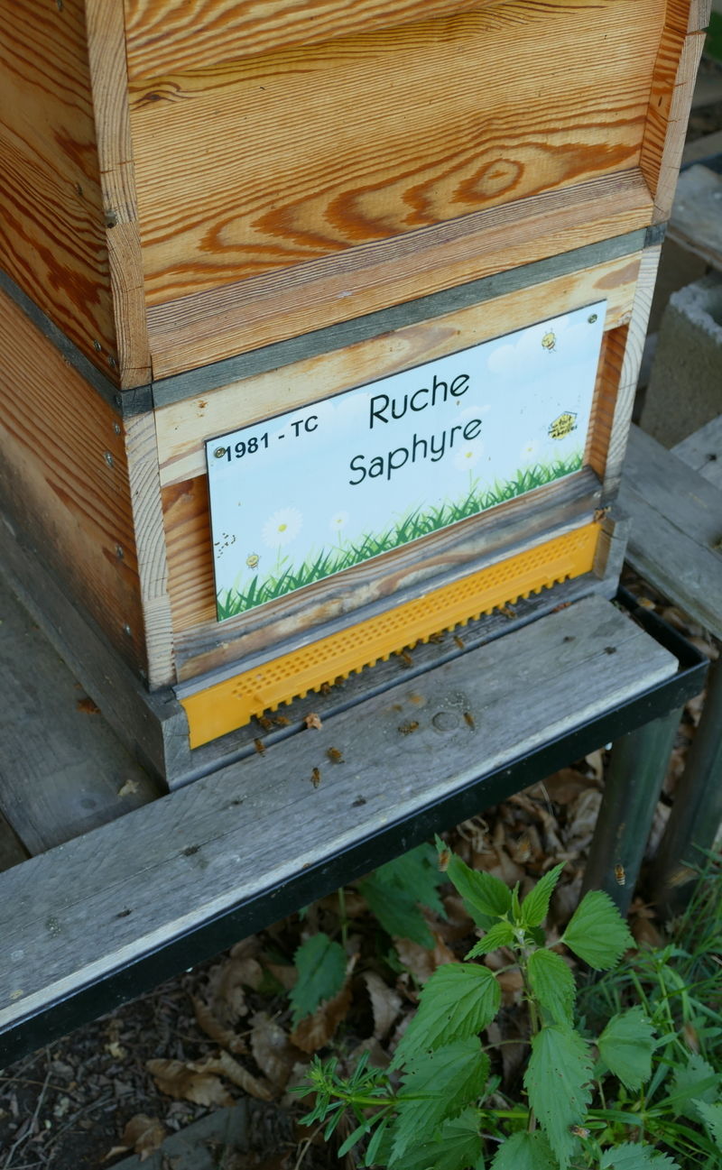 La ruche Saphyre